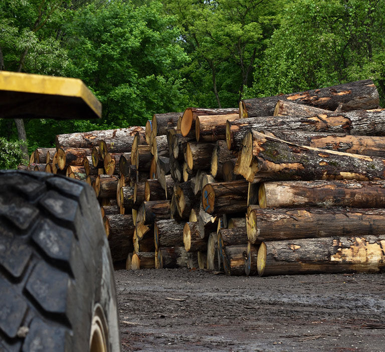 Hand holding a tree seedling