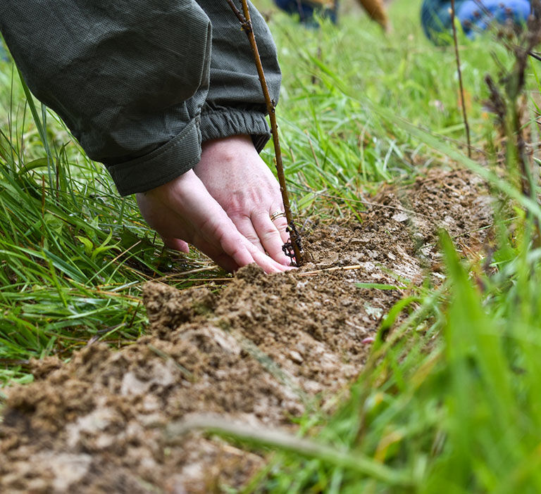 Hands in dirt planting seedling